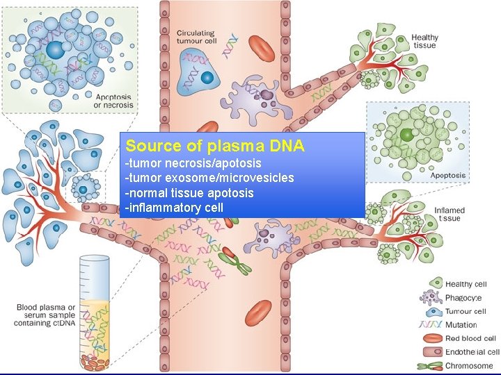 Source of plasma DNA -tumor necrosis/apotosis -tumor exosome/microvesicles -normal tissue apotosis -inflammatory cell 