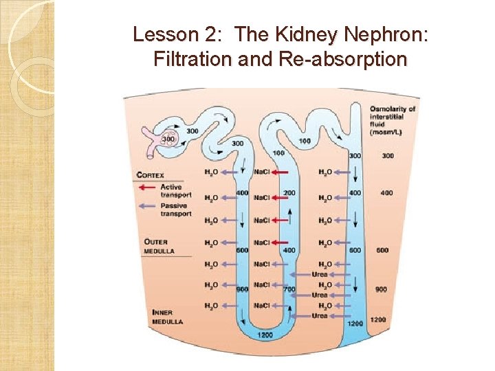 Lesson 2: The Kidney Nephron: Filtration and Re-absorption 