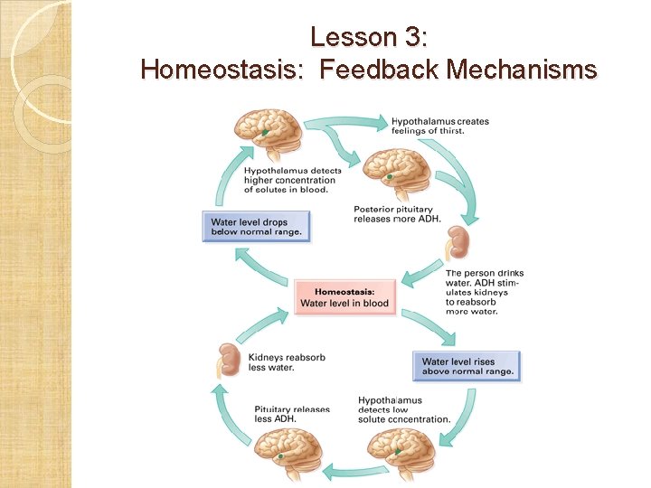 Lesson 3: Homeostasis: Feedback Mechanisms 