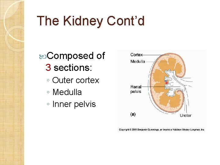 The Kidney Cont’d Composed of 3 sections: ◦ Outer cortex ◦ Medulla ◦ Inner