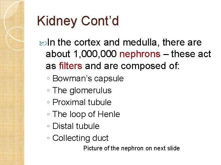 Kidney Cont’d In the cortex and medulla, there about 1, 000 nephrons – these