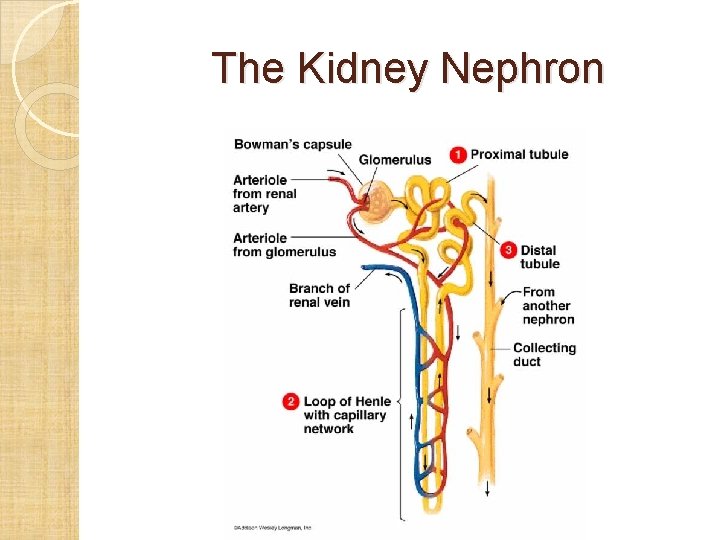 The Kidney Nephron 