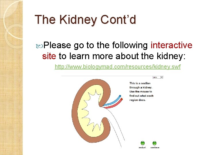 The Kidney Cont’d Please go to the following interactive site to learn more about