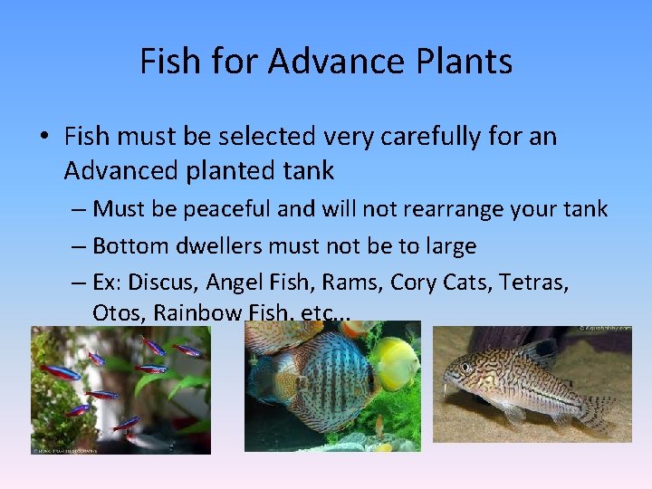 Fish for Advance Plants • Fish must be selected very carefully for an Advanced