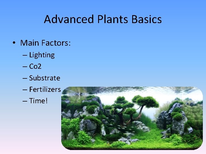 Advanced Plants Basics • Main Factors: – Lighting – Co 2 – Substrate –