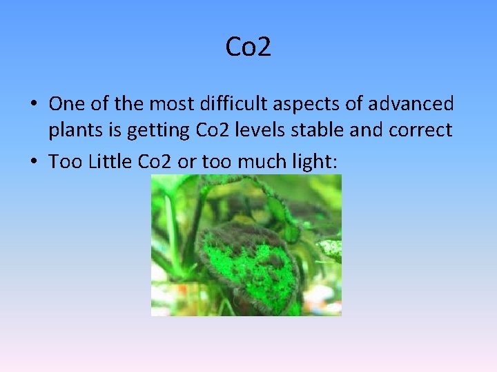 Co 2 • One of the most difficult aspects of advanced plants is getting