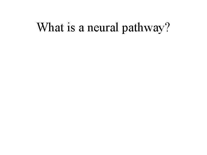 What is a neural pathway? 