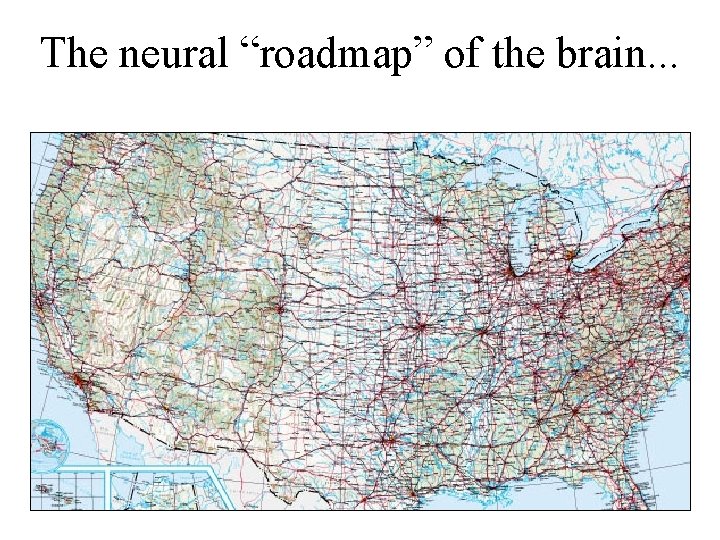 The neural “roadmap” of the brain. . . 