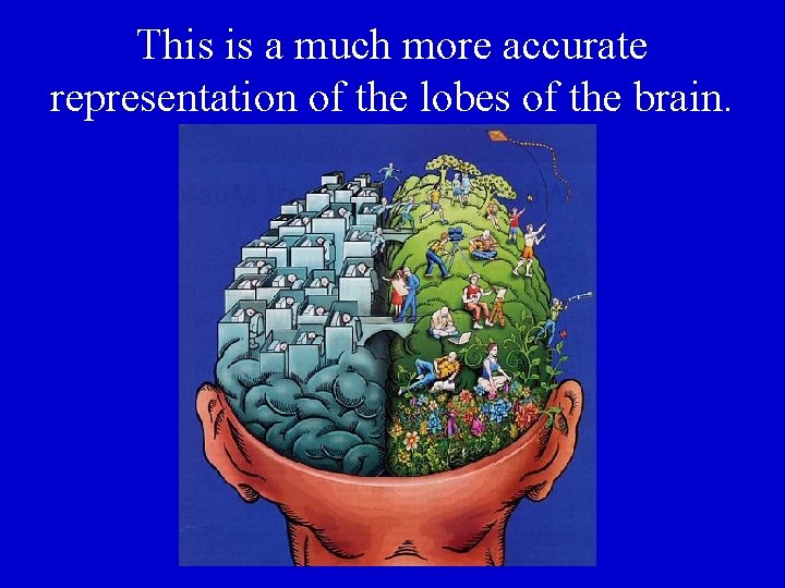 This is a much more accurate representation of the lobes of the brain. 