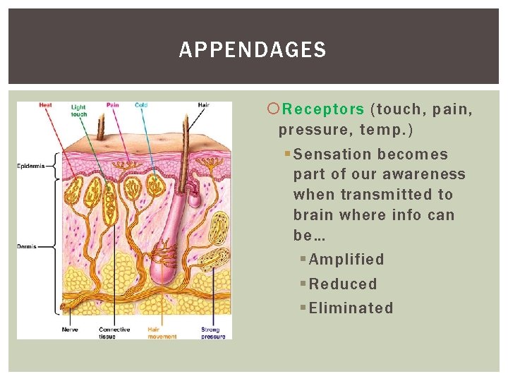 APPENDAGES Receptors (touch, pain, pressure, temp. ) § Sensation becomes part of our awareness