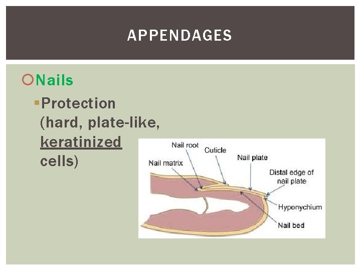 APPENDAGES Nails § Protection (hard, plate-like, keratinized cells) 