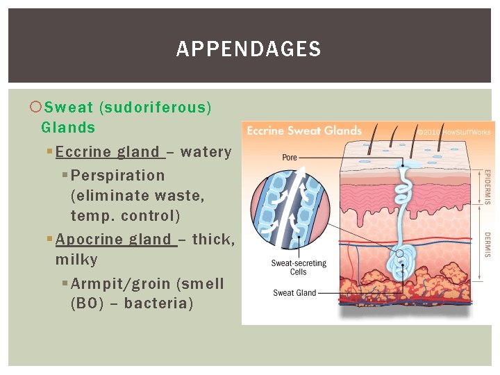 APPENDAGES Sweat (sudoriferous) Glands § Eccrine gland – watery § Perspiration (eliminate waste, temp.