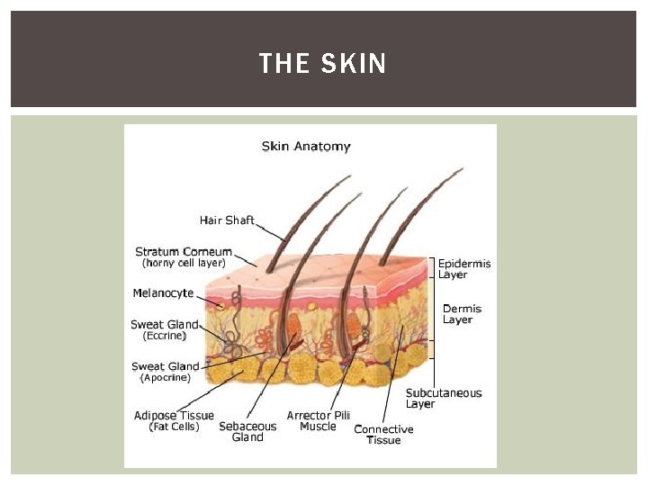 THE SKIN 
