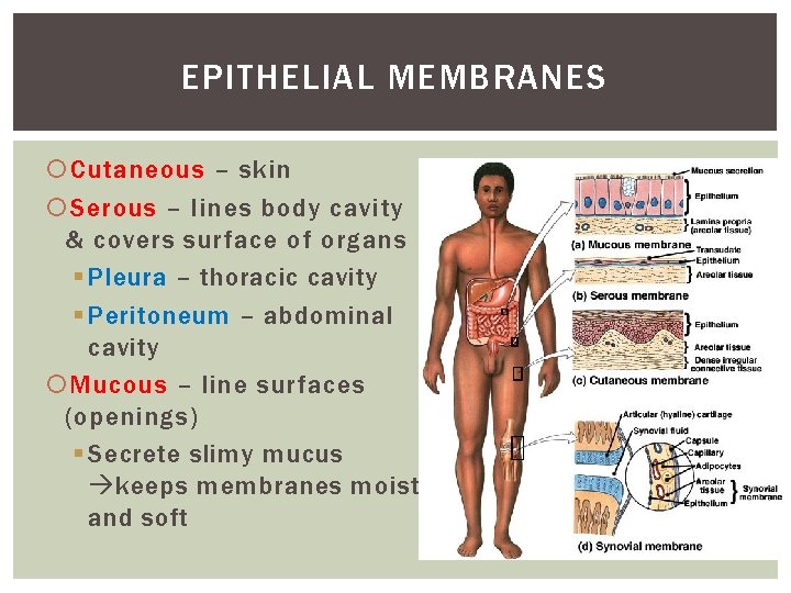 EPITHELIAL MEMBRANES Cutaneous – skin Serous – lines body cavity & covers surface of