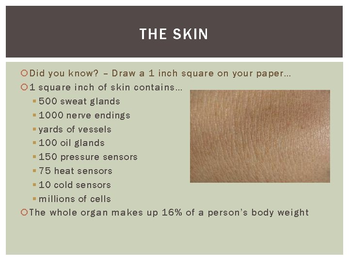 THE SKIN Did you know? – Draw a 1 inch square on your paper…