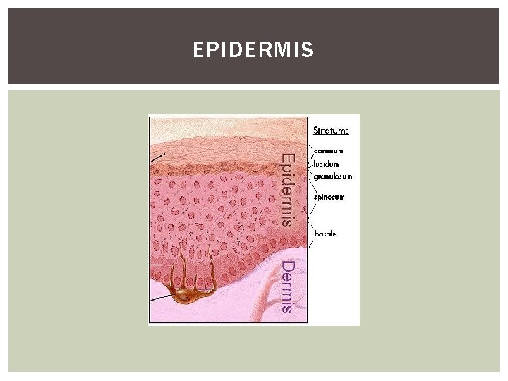EPIDERMIS 