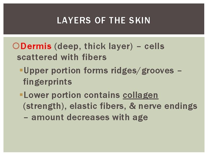 LAYERS OF THE SKIN Dermis (deep, thick layer) – cells scattered with fibers §