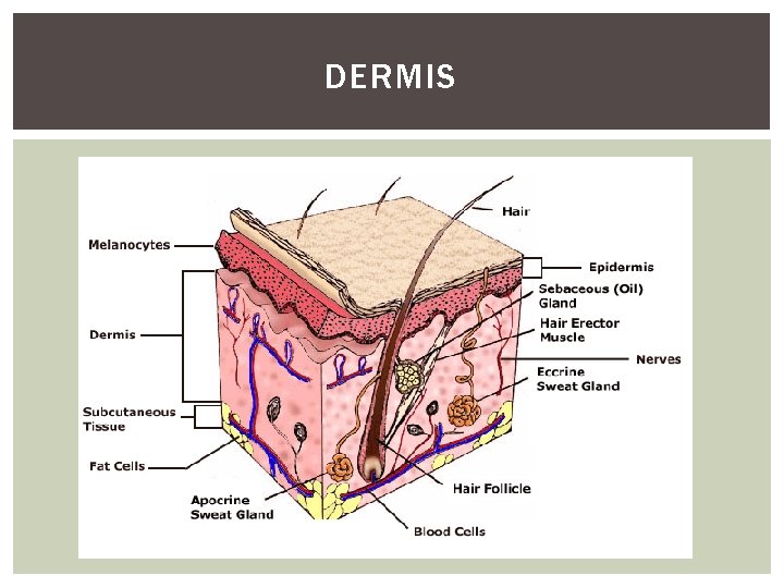 DERMIS 