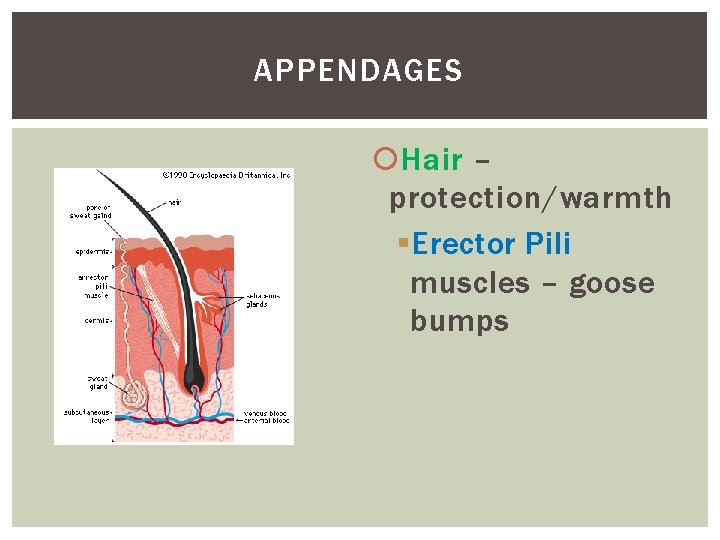 APPENDAGES Hair – protection/warmth § Erector Pili muscles – goose bumps 