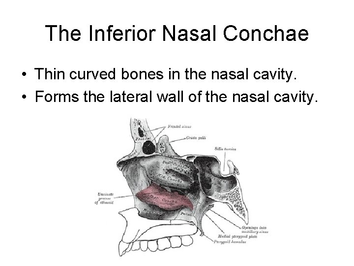 The Inferior Nasal Conchae • Thin curved bones in the nasal cavity. • Forms