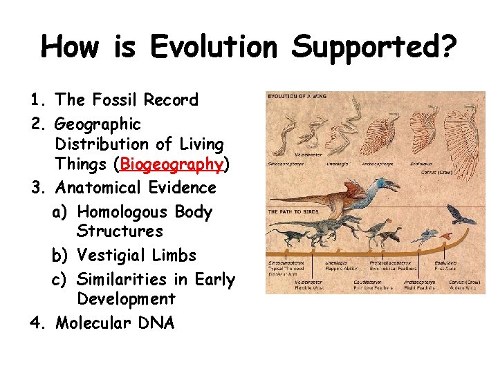 How is Evolution Supported? 1. The Fossil Record 2. Geographic Distribution of Living Things