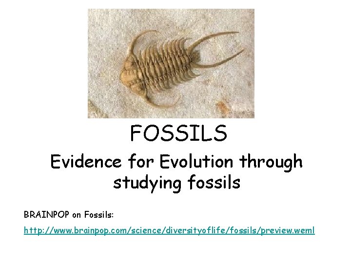FOSSILS Evidence for Evolution through studying fossils BRAINPOP on Fossils: http: //www. brainpop. com/science/diversityoflife/fossils/preview.