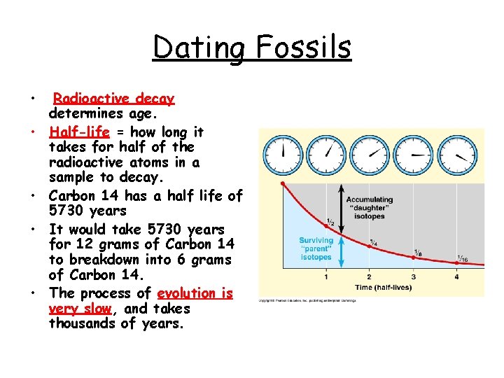 Dating Fossils • • • Radioactive decay determines age. Half-life = how long it