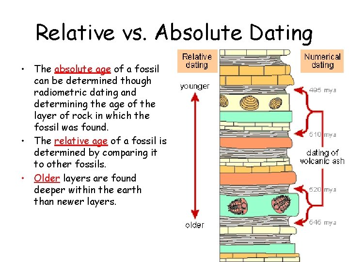 Relative vs. Absolute Dating • The absolute age of a fossil can be determined