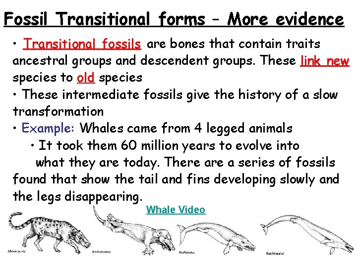 Fossil Transitional forms – More evidence • Transitional fossils are bones that contain traits