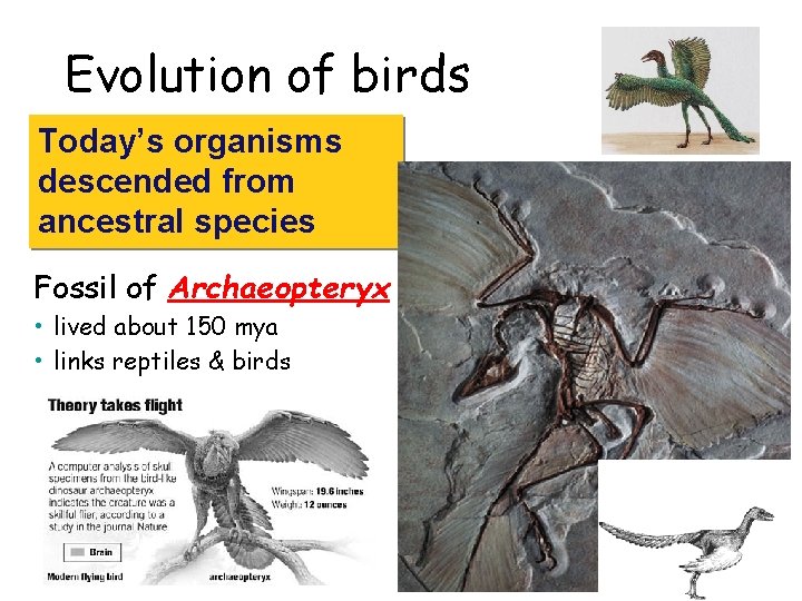 Evolution of birds Today’s organisms descended from ancestral species Fossil of Archaeopteryx • lived