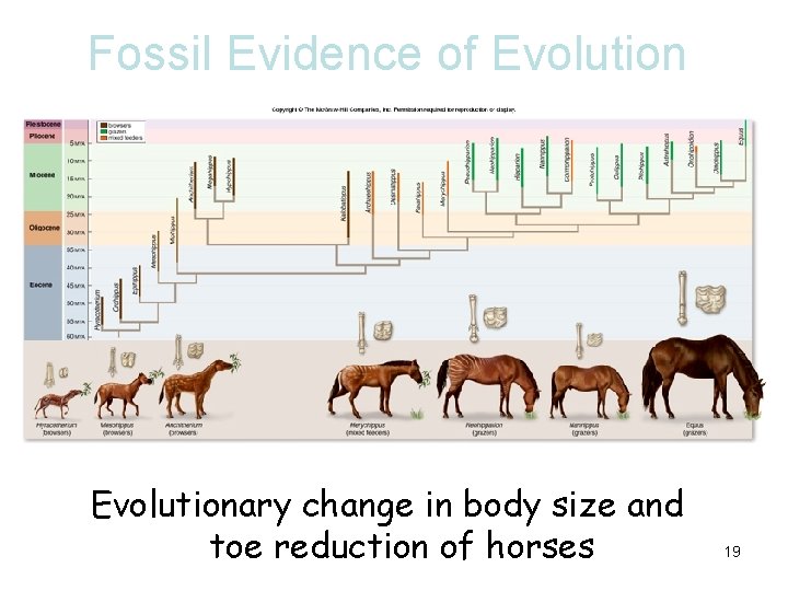 Fossil Evidence of Evolutionary change in body size and toe reduction of horses 19