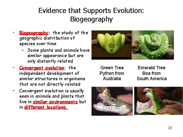 Evidence that Supports Evolution: Biogeography • • • Biogeography: the study of the geographic