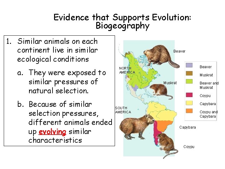 Evidence that Supports Evolution: Biogeography 1. Similar animals on each continent live in similar