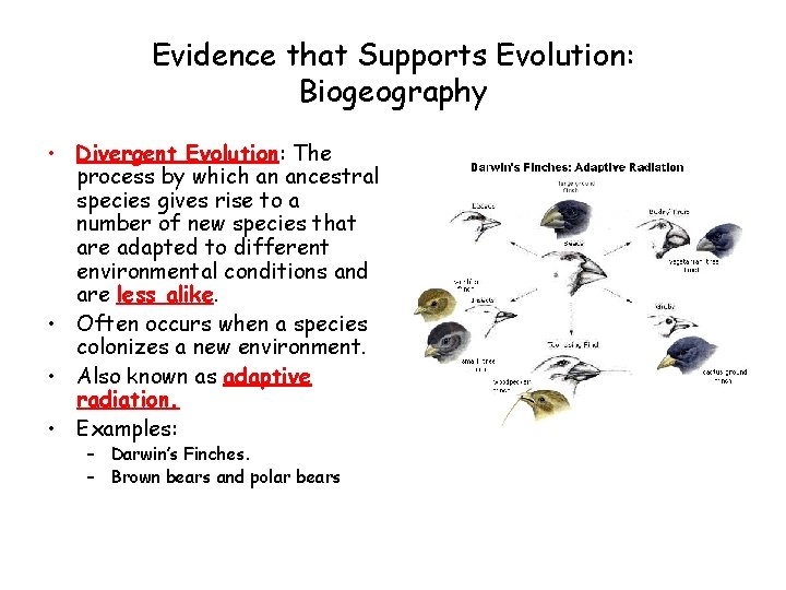 Evidence that Supports Evolution: Biogeography • Divergent Evolution: The process by which an ancestral