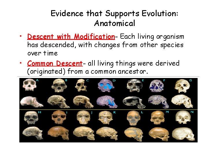 Evidence that Supports Evolution: Anatomical • Descent with Modification- Each living organism has descended,