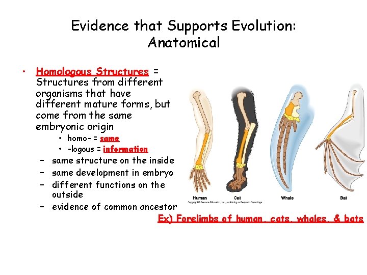 Evidence that Supports Evolution: Anatomical • Homologous Structures = Structures from different organisms that