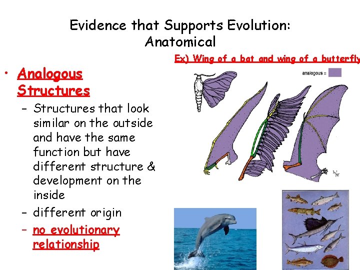 Evidence that Supports Evolution: Anatomical • Analogous Structures – Structures that look similar on