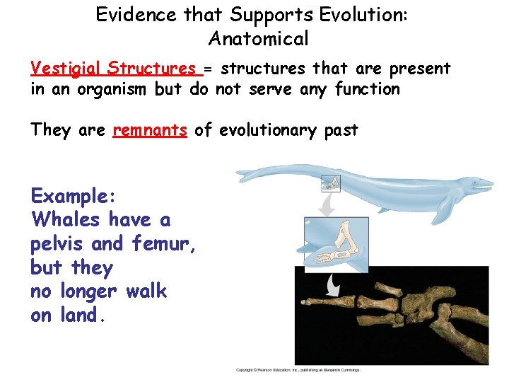 Evidence that Supports Evolution: Anatomical Vestigial Structures = structures that are present in an