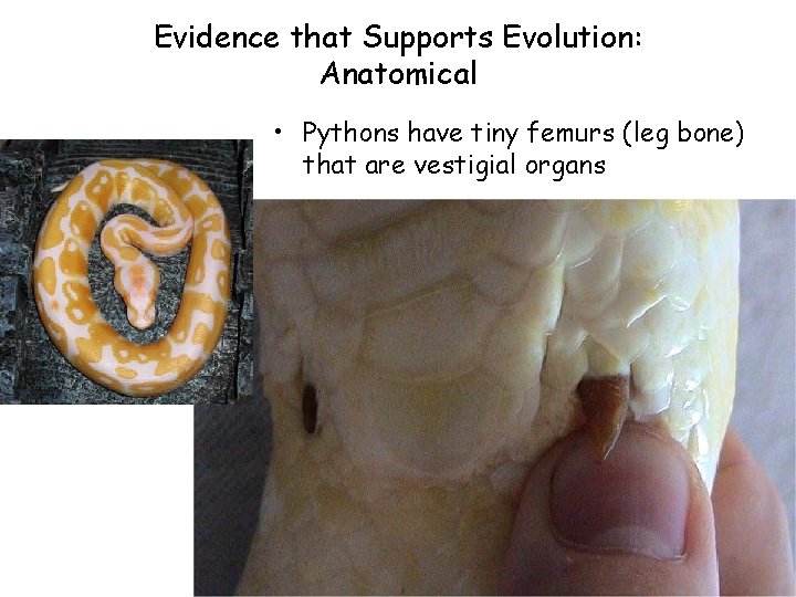 Evidence that Supports Evolution: Anatomical • Pythons have tiny femurs (leg bone) that are