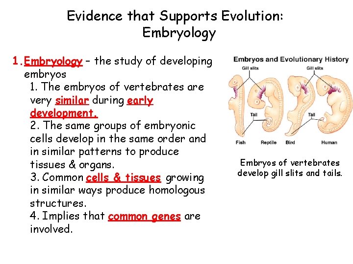 Evidence that Supports Evolution: Embryology 1. Embryology – the study of developing embryos 1.