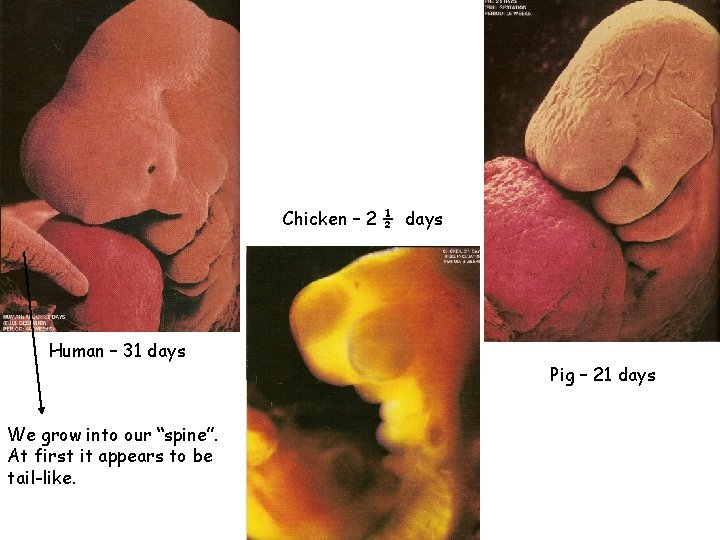 Chicken – 2 ½ days Human – 31 days We grow into our “spine”.