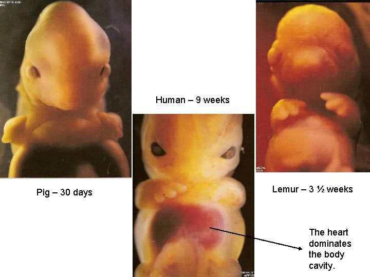 Human – 9 weeks Pig – 30 days Lemur – 3 ½ weeks The