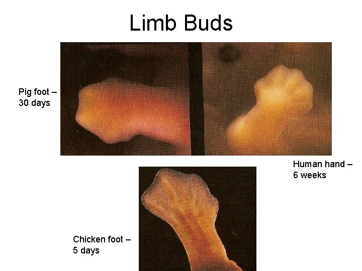 Limb Buds Pig foot – 30 days Human hand – 6 weeks Chicken foot