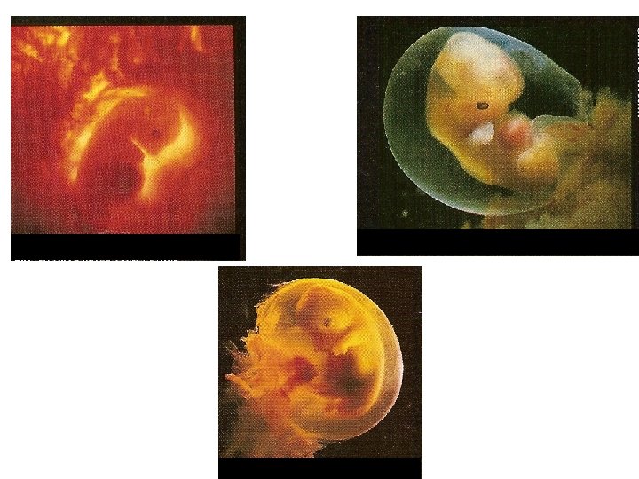 Human – 6 weeks Pig – 30 days Macaque – 4 weeks 