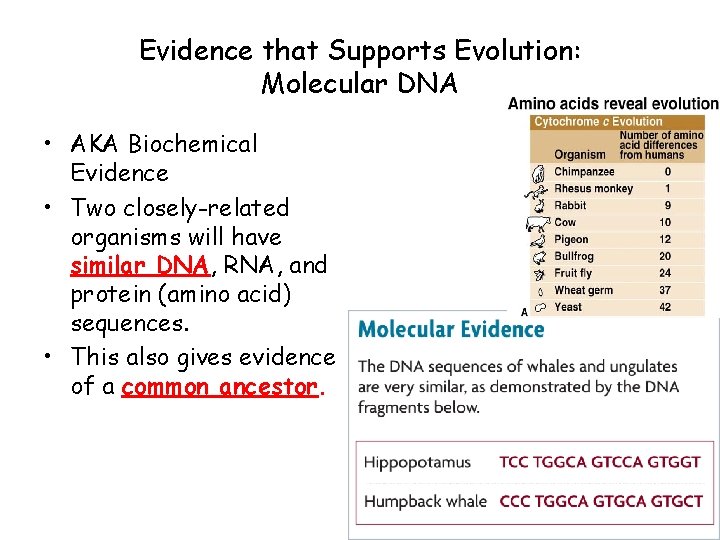 Evidence that Supports Evolution: Molecular DNA • AKA Biochemical Evidence • Two closely-related organisms