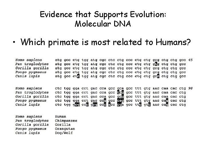 Evidence that Supports Evolution: Molecular DNA • Which primate is most related to Humans?