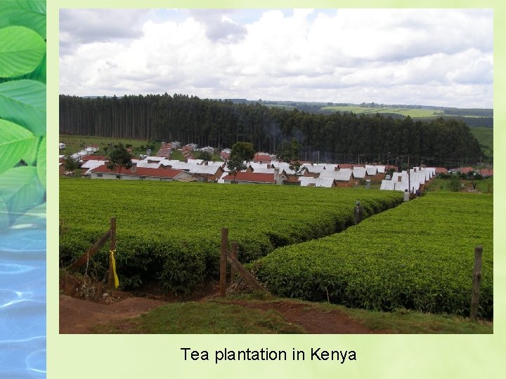 Tea plantation in Kenya 