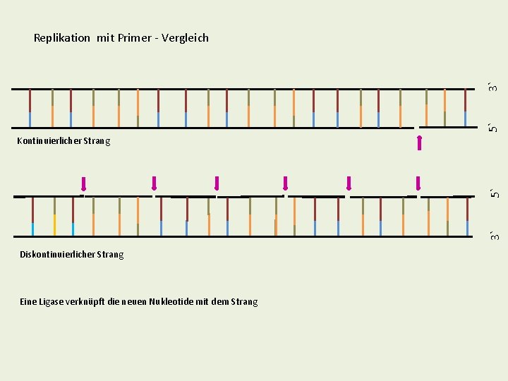 5` 3` Replikation mit Primer - Vergleich 3` 5` Kontinuierlicher Strang Diskontinuierlicher Strang Eine 5` 3` Replikation mit Primer - Vergleich 3` 5` Kontinuierlicher Strang Diskontinuierlicher Strang Eine