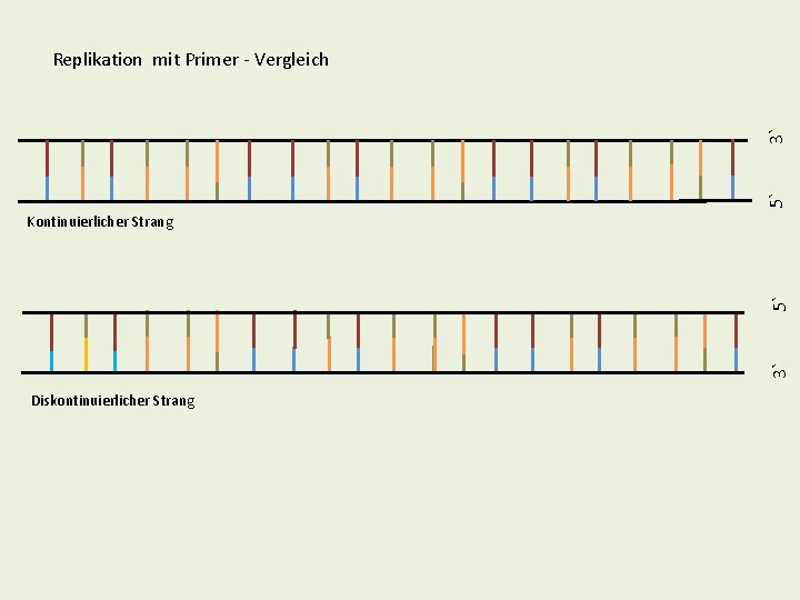 5` 3` Replikation mit Primer - Vergleich 3` 5` Kontinuierlicher Strang Diskontinuierlicher Strang 5` 3` Replikation mit Primer - Vergleich 3` 5` Kontinuierlicher Strang Diskontinuierlicher Strang
