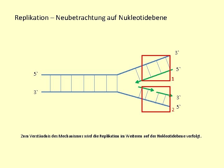 Replikation – Neubetrachtung auf Nukleotidebene 3` 5` 5` 1 3` 3` 2 5` Zum Replikation – Neubetrachtung auf Nukleotidebene 3` 5` 5` 1 3` 3` 2 5` Zum